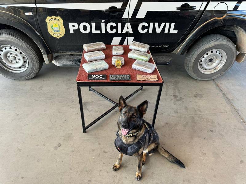 Morre K9 Catrina, cadela policial que atuava no combate ao crime no Piauí